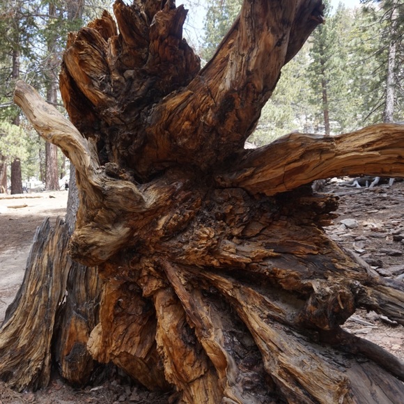 Meet your Posher, Bremmie Vintage - Picture 3 of 8